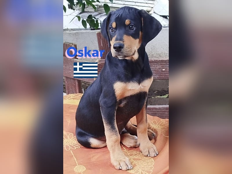Oskar, 01/25 - Schlappohr sucht Wirkungskreis