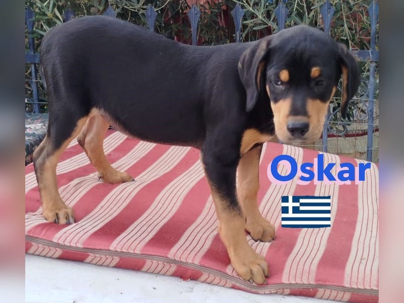 Oskar, 01/25 - Schlappohr sucht Wirkungskreis
