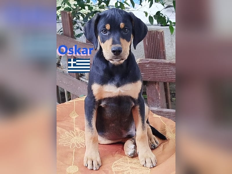 Oskar, 01/25 - Schlappohr sucht Wirkungskreis