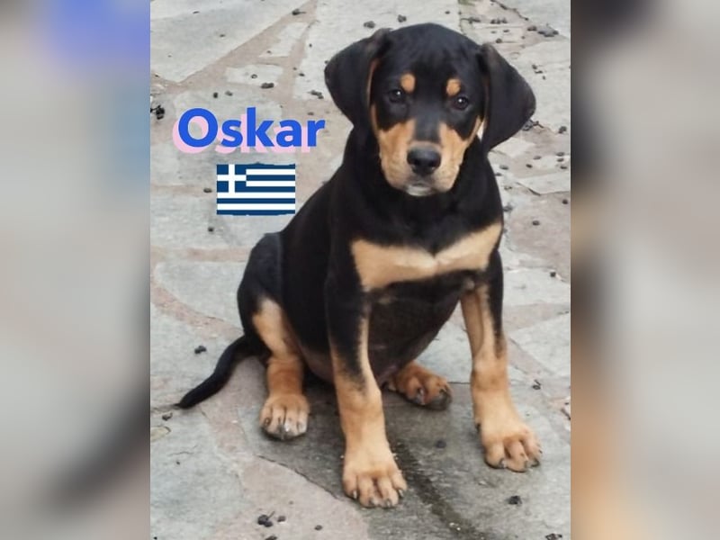 Oskar, 01/25 - Schlappohr sucht Wirkungskreis