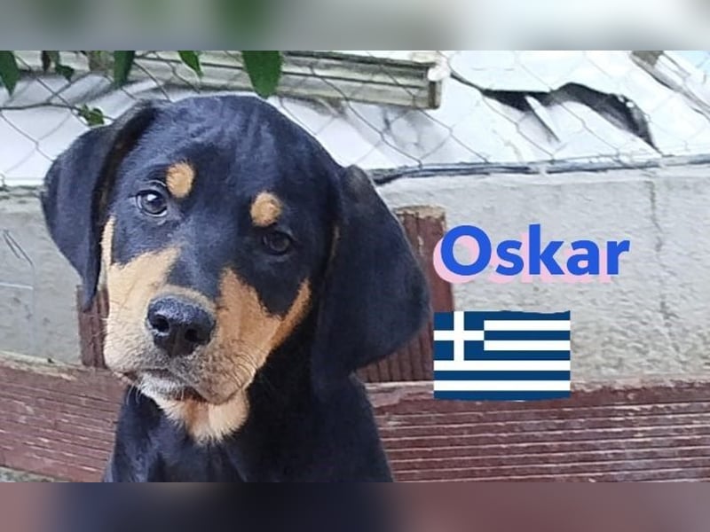 Oskar, 01/25 - Schlappohr sucht Wirkungskreis