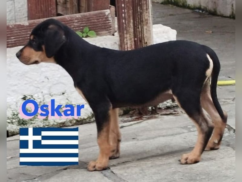Oskar, 01/25 - Schlappohr sucht Wirkungskreis