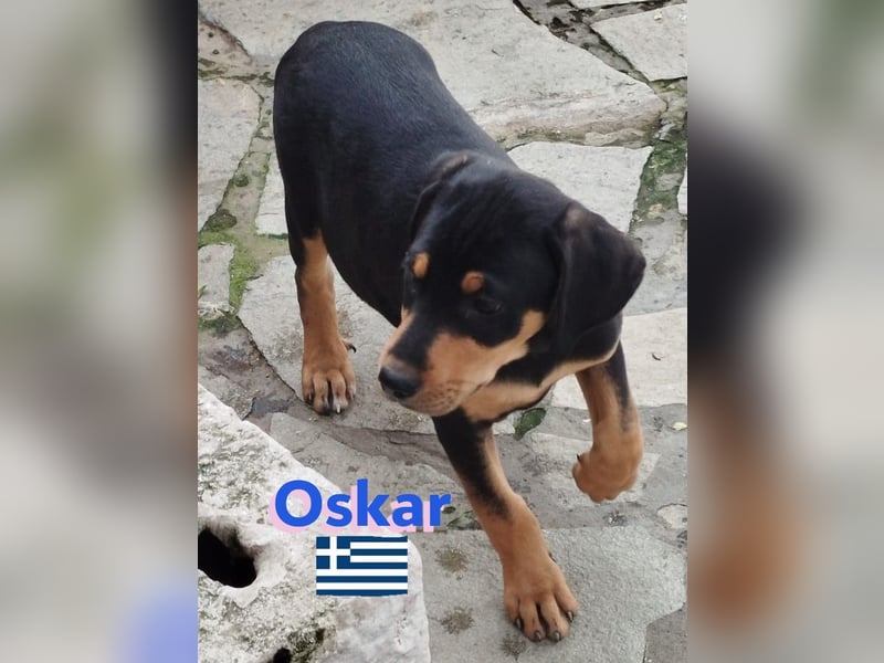 Oskar, 01/25 - Schlappohr sucht Wirkungskreis