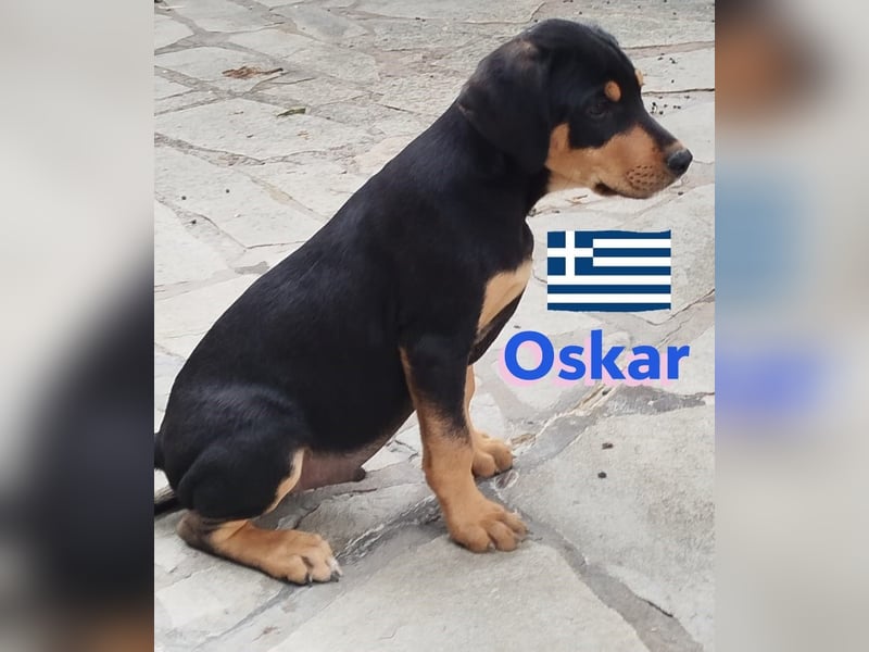 Oskar, 01/25 - Schlappohr sucht Wirkungskreis
