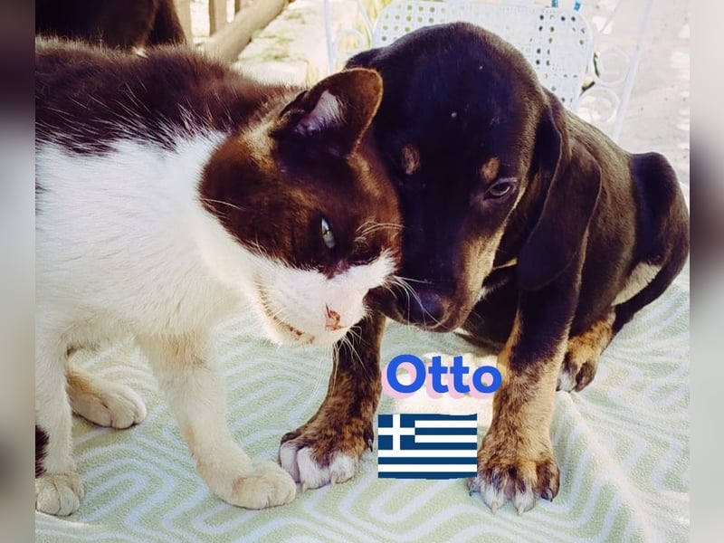 Otto, 01/25 - aktives Schlappohr sucht Familie