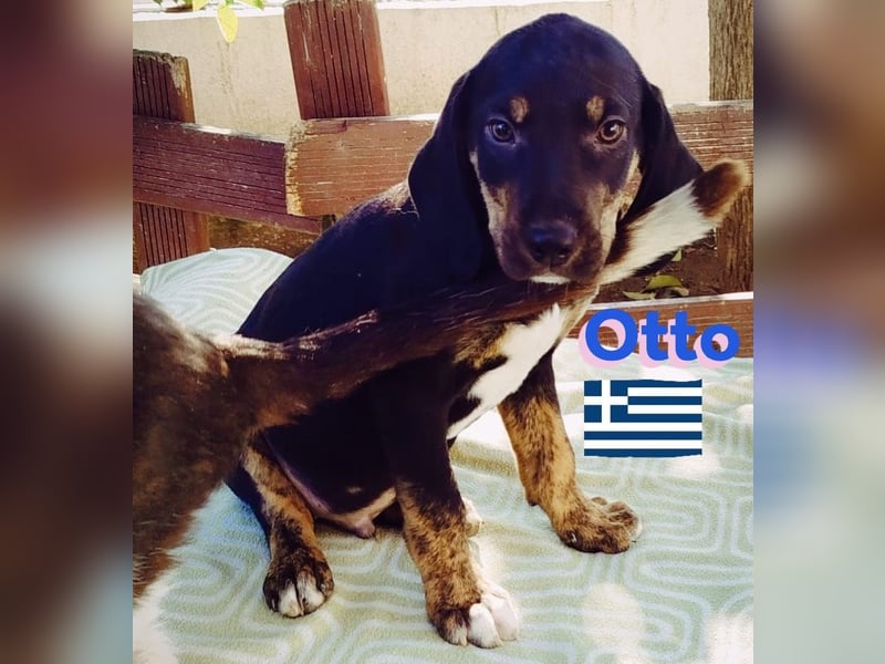 Otto, 01/25 - aktives Schlappohr sucht Familie