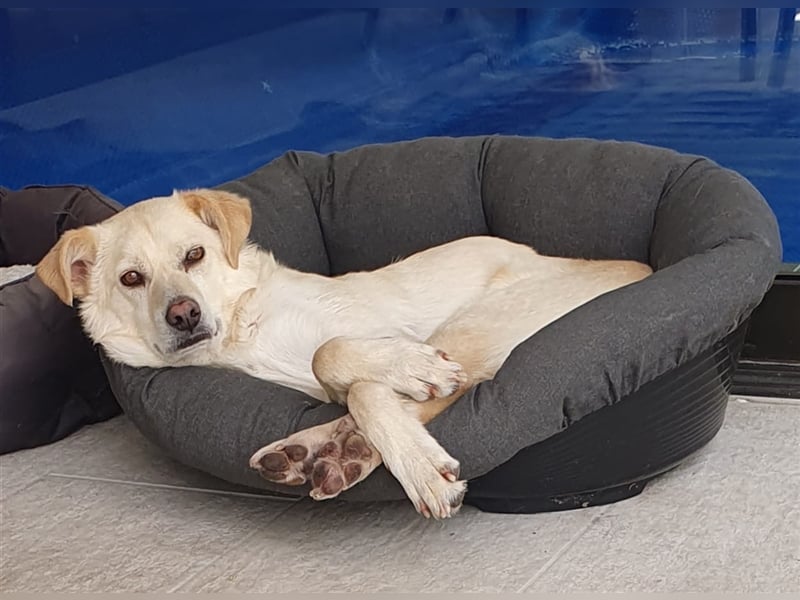 Schmusehund Charly sucht sein Traumplatz
