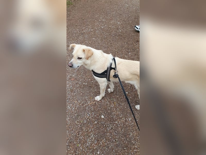 Schmusehund Charly sucht sein Traumplatz