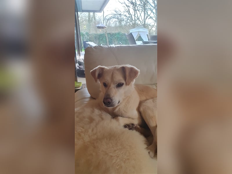 Schmusehund Charly sucht sein Traumplatz