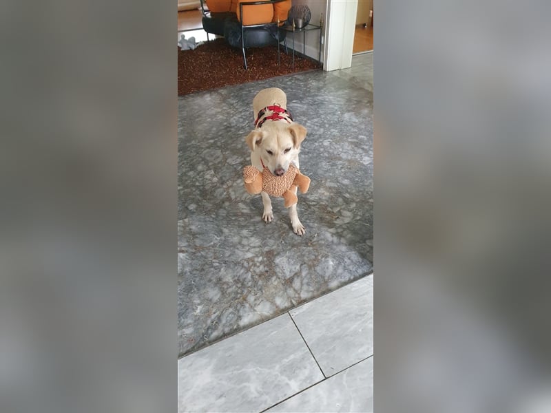 Schmusehund Charly sucht sein Traumplatz