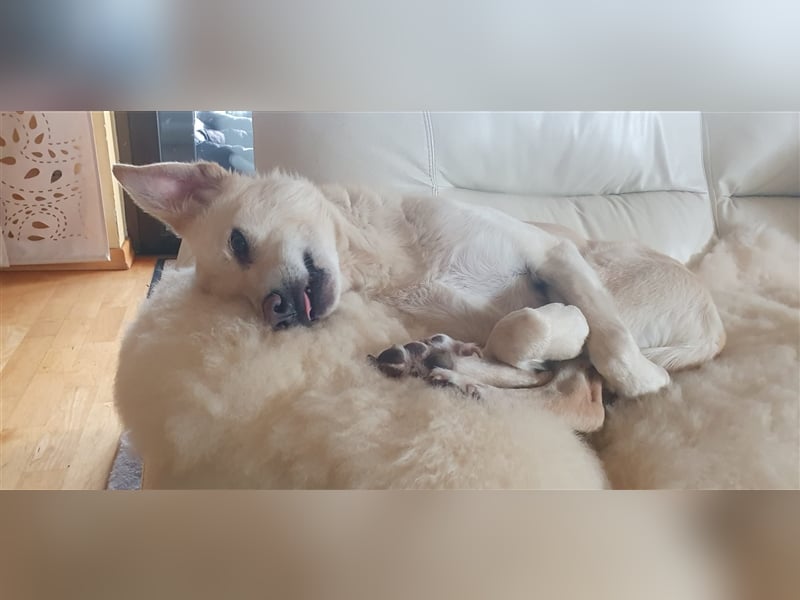 Schmusehund Charly sucht sein Traumplatz
