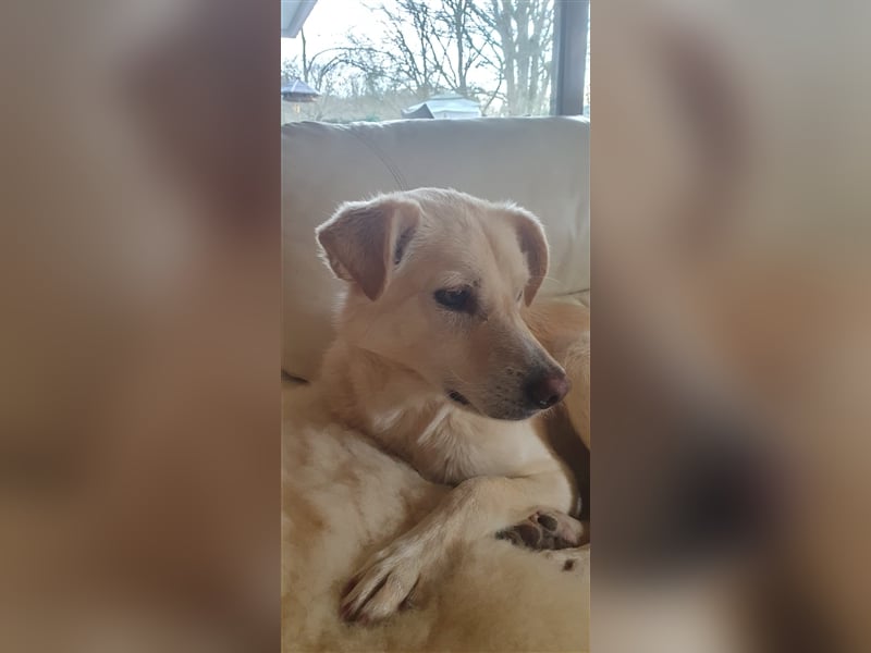 Schmusehund Charly sucht sein Traumplatz