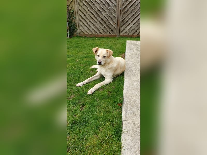 Schmusehund Charly sucht sein Traumplatz
