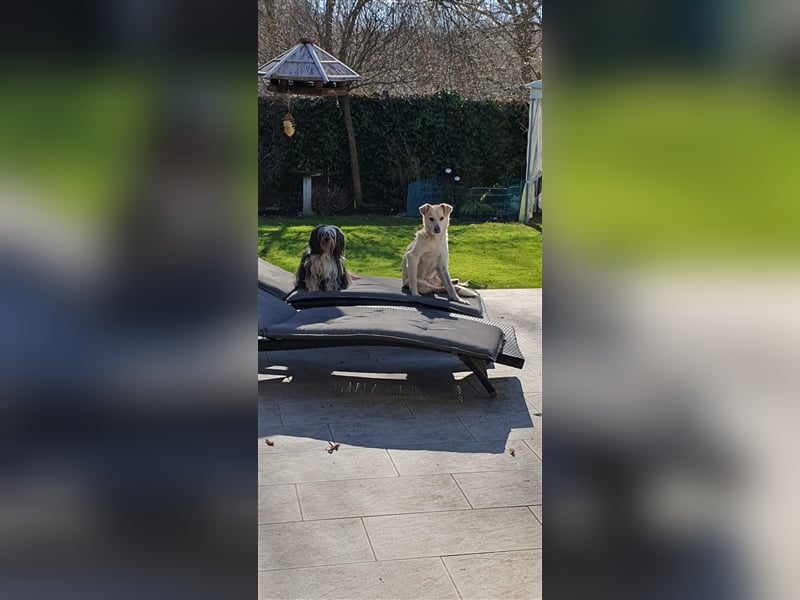 Schmusehund Charly sucht sein Traumplatz