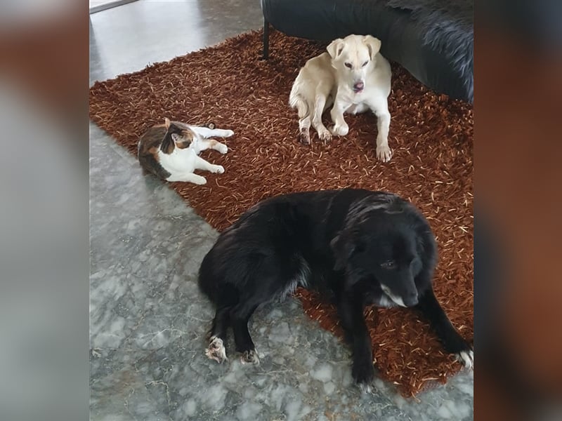 Schmusehund Charly sucht sein Traumplatz