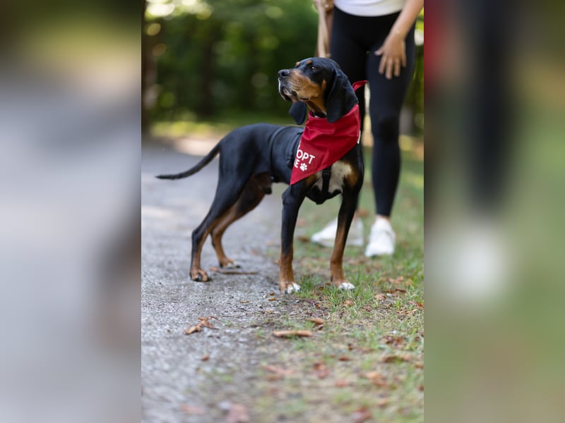 Liebevoller Jack sucht ein Zuhause