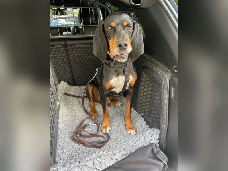 Liebevoller Jack sucht ein Zuhause