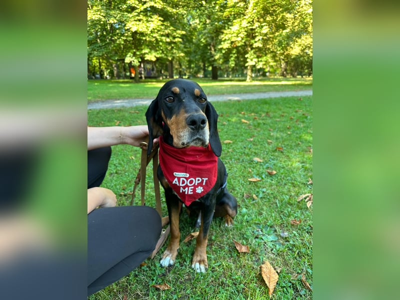Liebevoller Jack sucht ein Zuhause