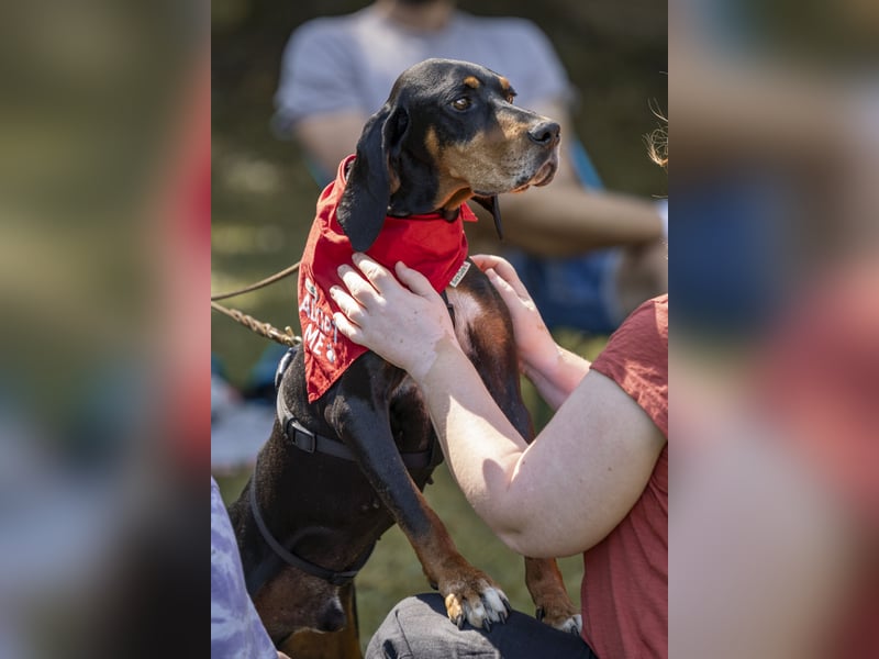 Liebevoller Jack sucht ein Zuhause