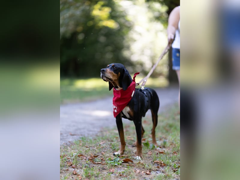 Liebevoller Jack sucht ein Zuhause