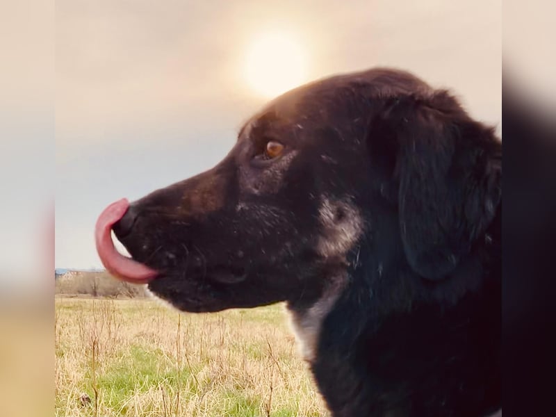 Anna - sanfte Seele, große Pfoten, noch größere Liebe