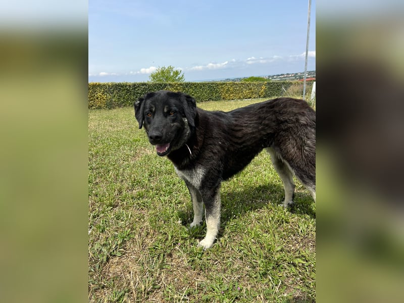 Anna - sanfte Seele, große Pfoten, noch größere Liebe