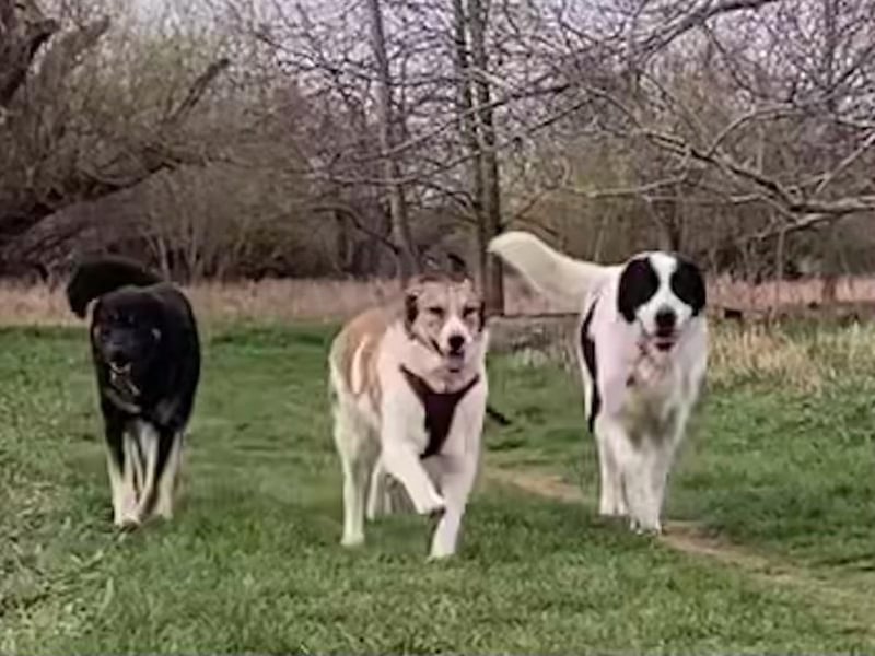 Anna - sanfte Seele, große Pfoten, noch größere Liebe