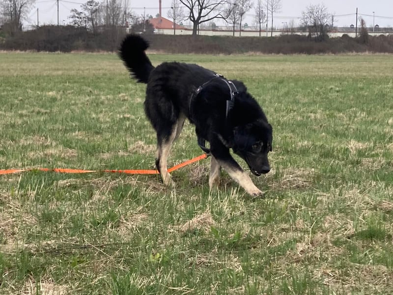 Anna - sanfte Seele, große Pfoten, noch größere Liebe