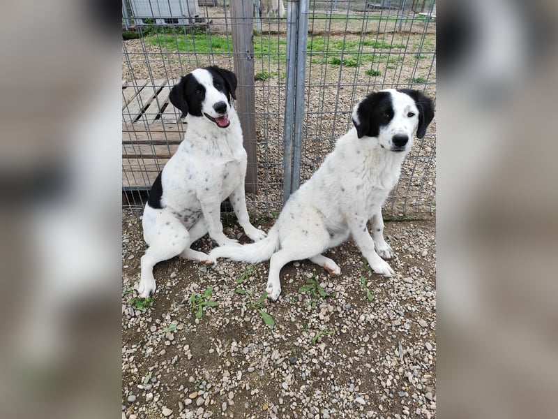 Ben - ein Freund fürs Leben