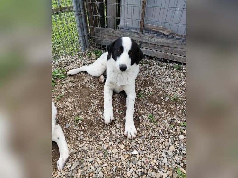 Mia - sucht Zuwendung