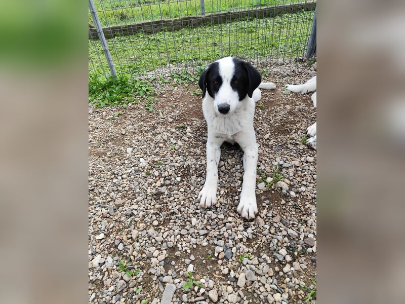 Mia - sucht Zuwendung