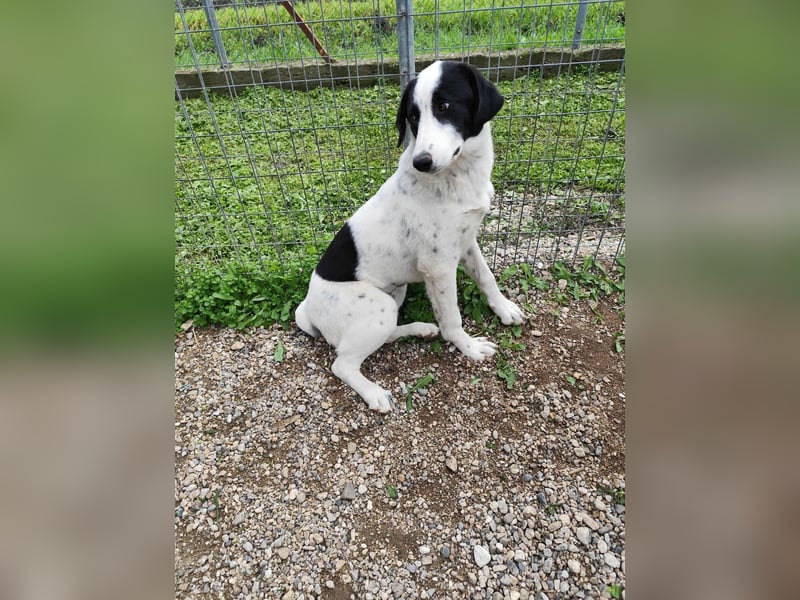 Mia - sucht Zuwendung