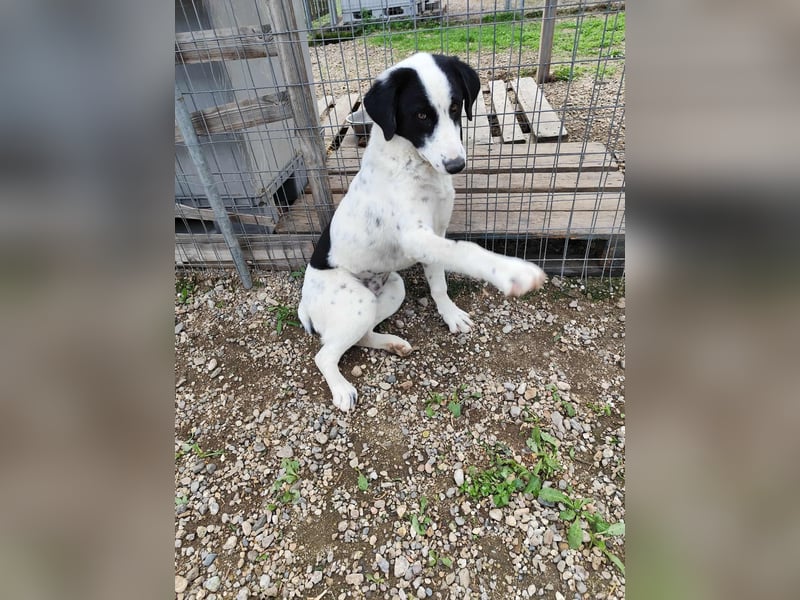 Mia - sucht Zuwendung