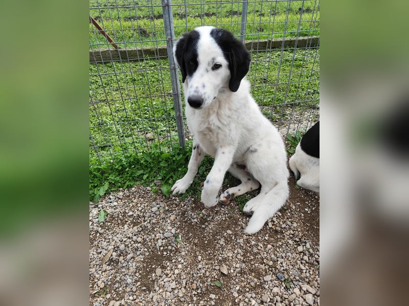 Ben - ein Freund fürs Leben