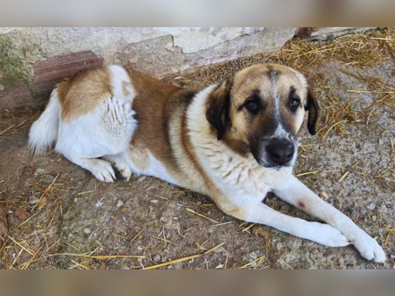 Buck – ein cooler, freundlicher Gentleman