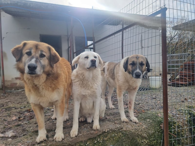 Buck – ein cooler, freundlicher Gentleman