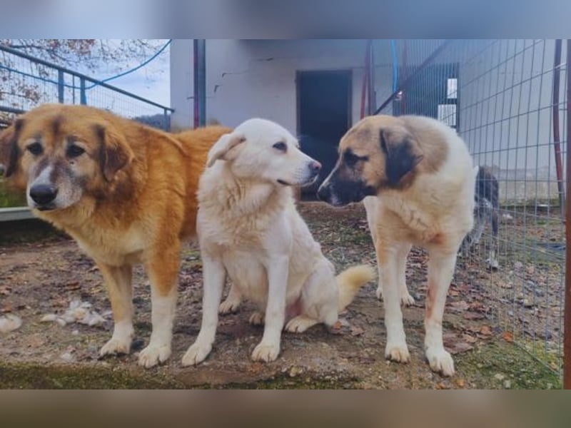 Buck – ein cooler, freundlicher Gentleman