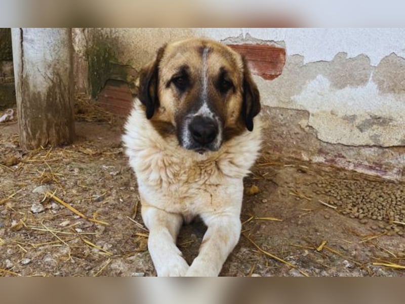 Buck – ein cooler, freundlicher Gentleman