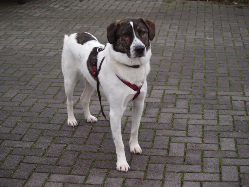 20 monate alter griechischer Schäferhund Patch sucht neues Zuhause!