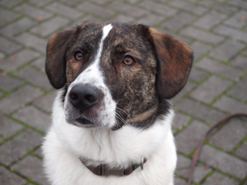 20 monate alter griechischer Schäferhund Patch sucht neues Zuhause!