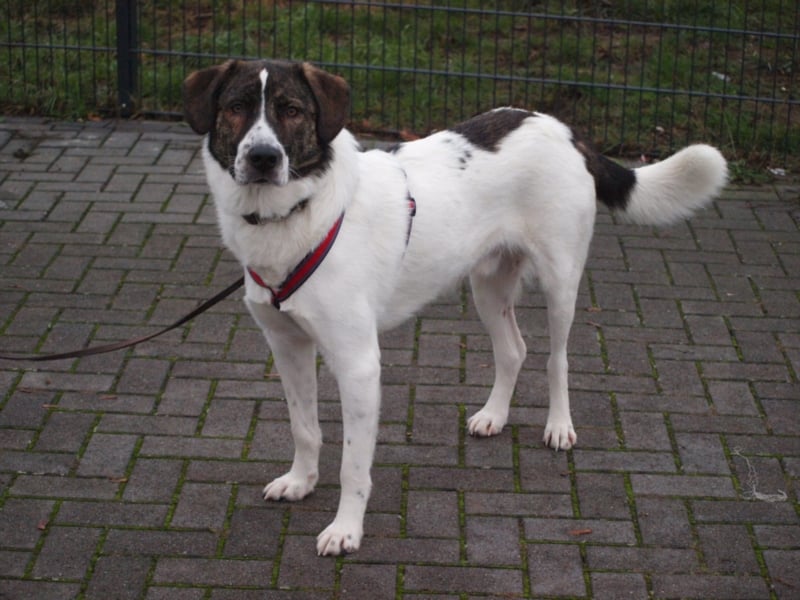 20 monate alter griechischer Schäferhund Patch sucht neues Zuhause!