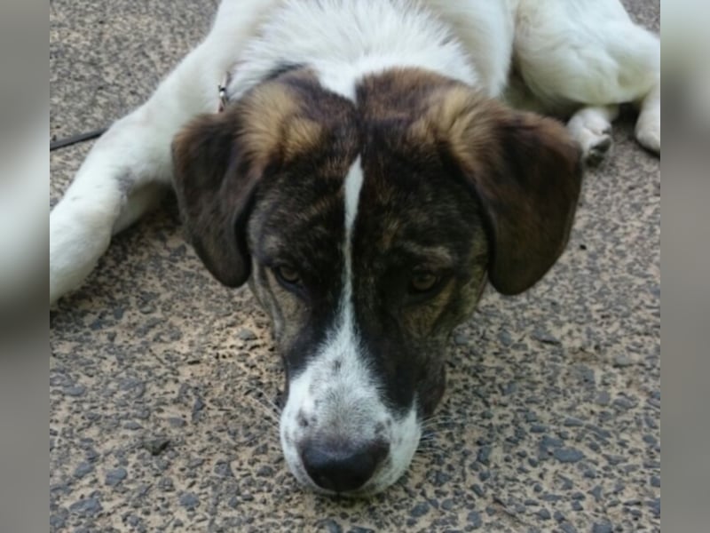 20 monate alter griechischer Schäferhund Patch sucht neues Zuhause!