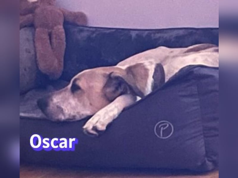 VERMITTLUNGSHILFE Oscar, 12/20 - sucht erfahrene Hände
