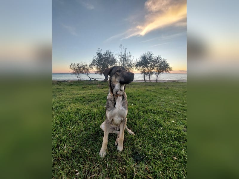 Cooper - gemütlich, freundlich und neugierig