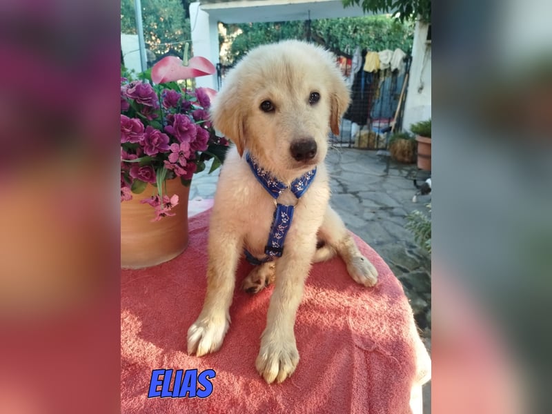Elias, 06/26 - kleiner Eisbär sucht Familie