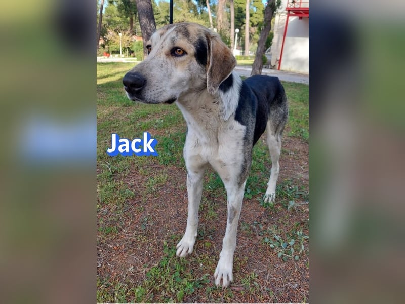 Jack - 06/2023 - sanfter Riese sucht sein Glück