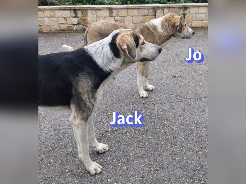Jack - 06/2023 - sanfter Riese sucht sein Glück