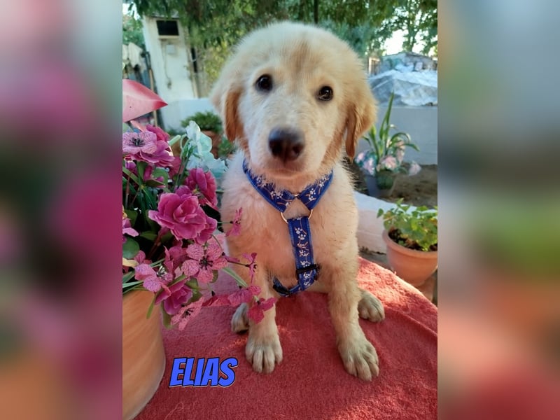 Elias, 06/26 - kleiner Eisbär sucht Familie
