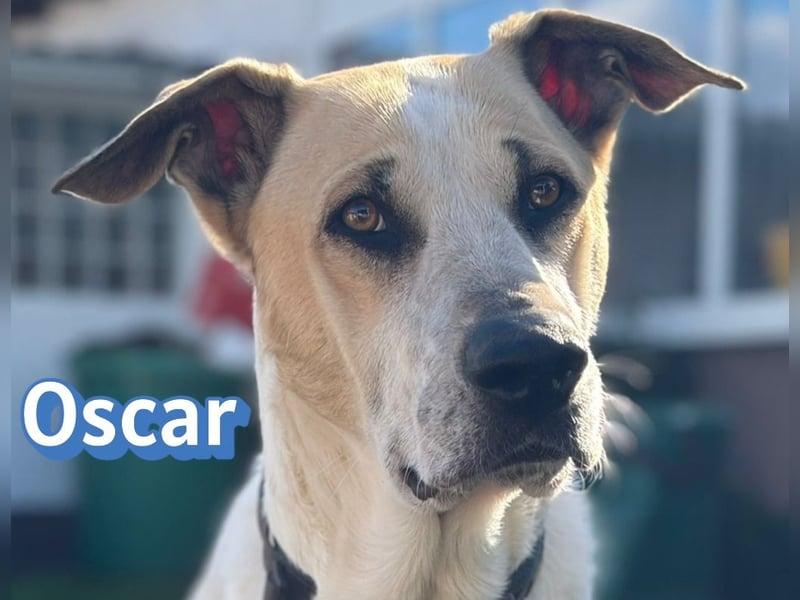 VERMITTLUNGSHILFE Oscar, 12/20 - sucht erfahrene Hände