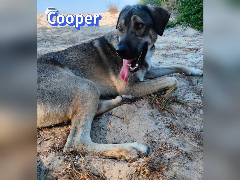 Cooper, 02/25 - sanfter Riese sucht ab September ein Zuhause